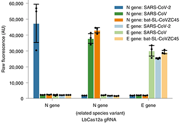 CRISPR–Cas12-based detection of SARS-CoV-2